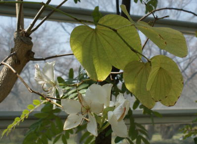 跡見群芳譜(外来植物譜 シロバナソシンカ)